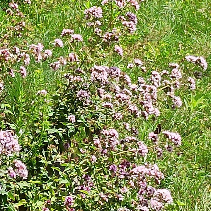Biodiversität in Röttenbach