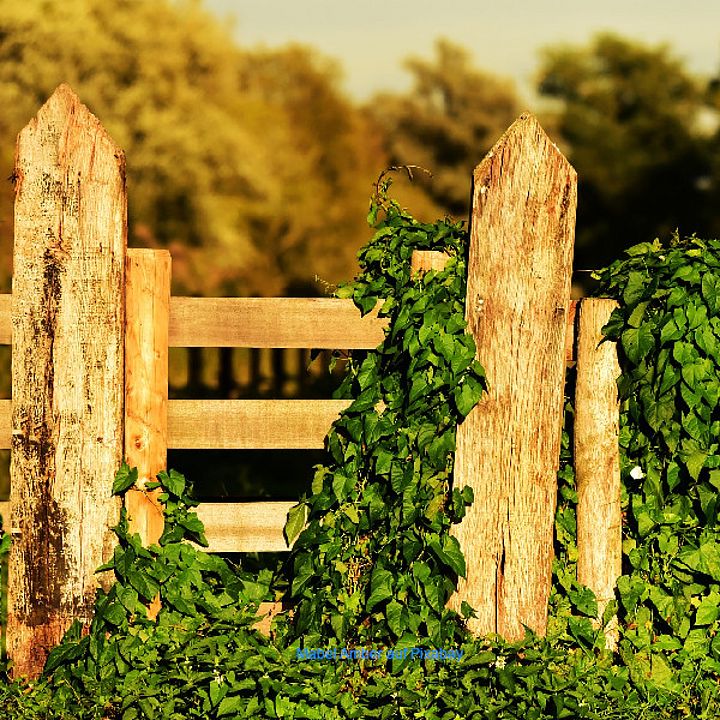 Gartenzaun Bild: Pixabay