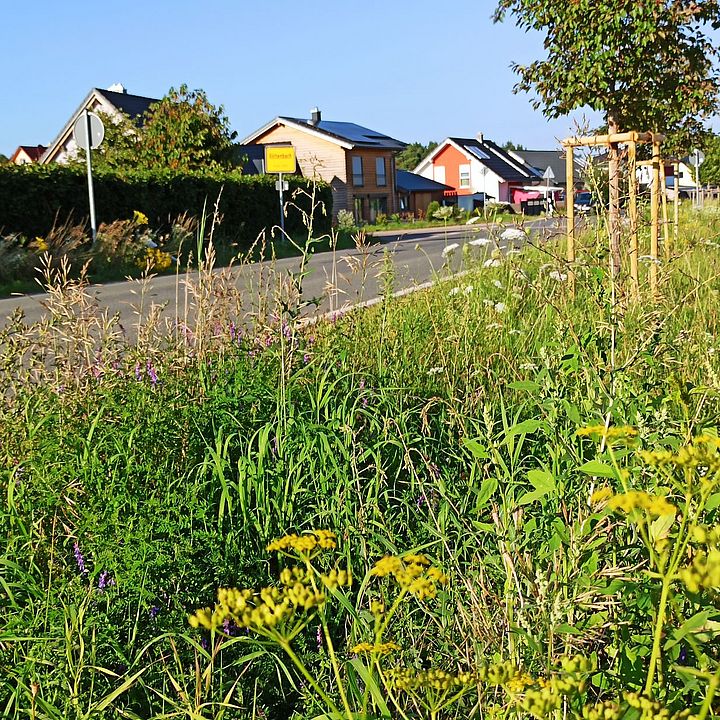 Biodiversität in Röttenbach, Mühlstettener Straße, Randstreifen Bild: HeGu