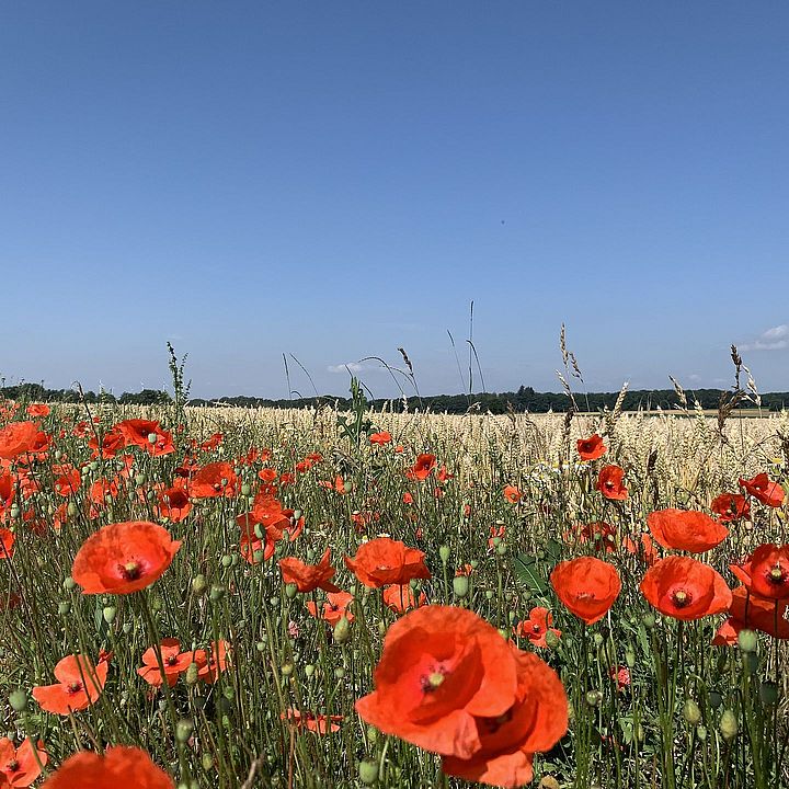Mohnblumen am Feldrand Bild: KEF