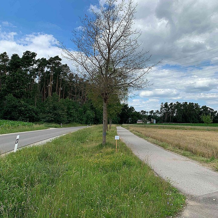 Eichenprozessionsspinner - Befall am Radweg Niedermauk - Bild:KEF